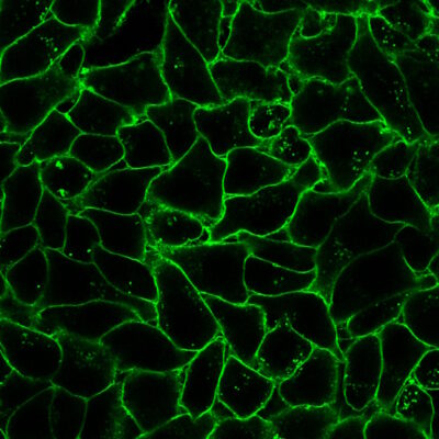 Datura Stramonium Lectin (DSL) Conjugates - Image 2