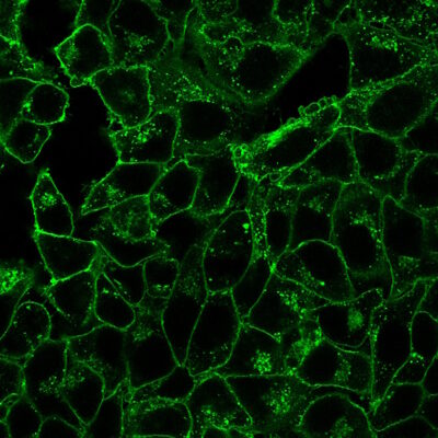 Datura Stramonium Lectin (DSL) Conjugates - Image 3