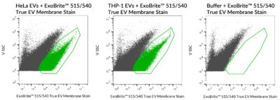 ExoBrite™ True EV Membrane Stains - Image 3