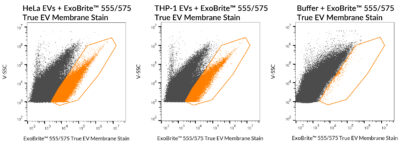 ExoBrite™ True EV Membrane Stains - Image 4