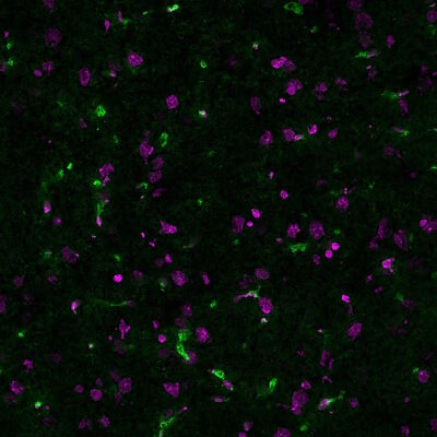 Lycopersicon Esculentum (Tomato) Lectin (LEL, TL) Conjugates - Image 3