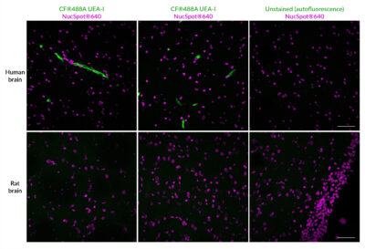 Ulex Europaeus Agglutinin I (UEA I) Conjugates - Image 2