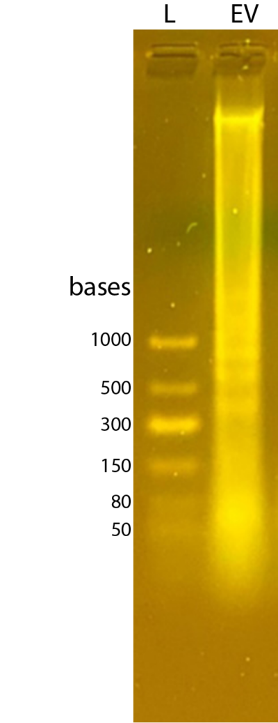 ExoBrite™ EV Total RNA Isolation Kit - Image 2