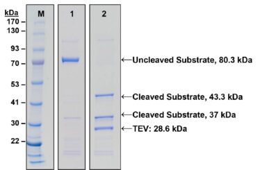 TEV Protease Kit - Image 2