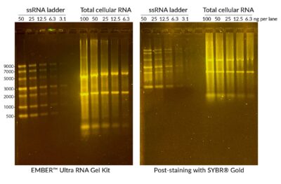 EMBER™ Ultra RNA Gel Kit - Image 3