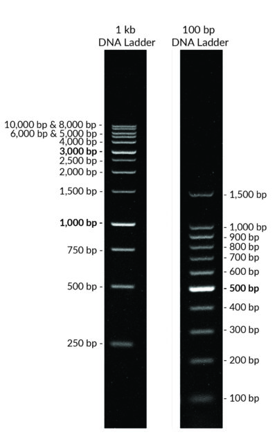 100 bp DNA Ladder, Ready-to-Load - Image 2