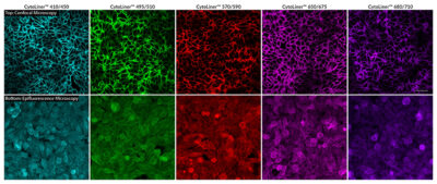 CytoLiner™ Fixed Cell Membrane Stains - Image 2