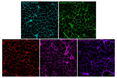 CytoLiner™ Fixed Cell Membrane Stains - Image 3