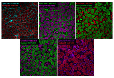 CytoLiner™ Fixed Cell Membrane Stains - Image 4