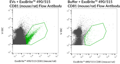 ExoBrite™ CD81 (Mouse/Rat) Flow Antibody - Image 3