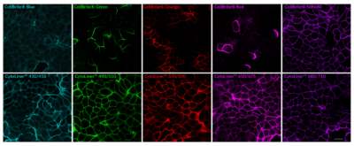 CytoLiner™ Fixed Cell Membrane Stains - Image 11