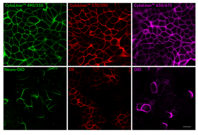 CytoLiner™ Fixed Cell Membrane Stains - Image 10