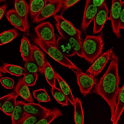 NucSpot® Nuclear Stains - Image 9