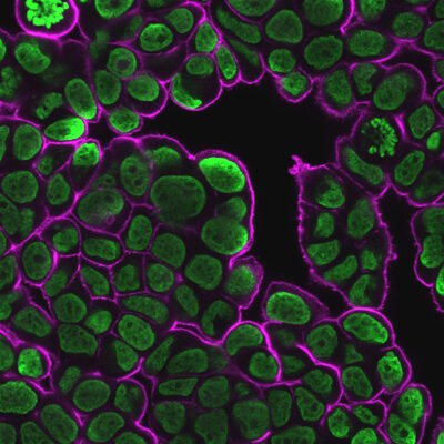 NucSpot® Nuclear Stains - Image 10