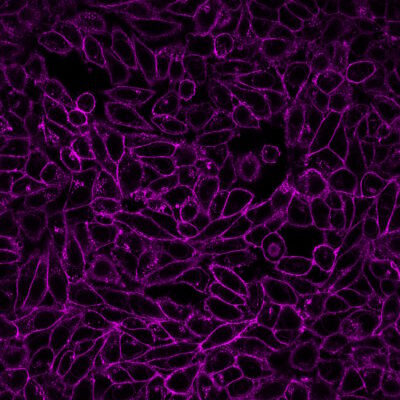 Wheat Germ Agglutinin (WGA) Conjugates - Image 10