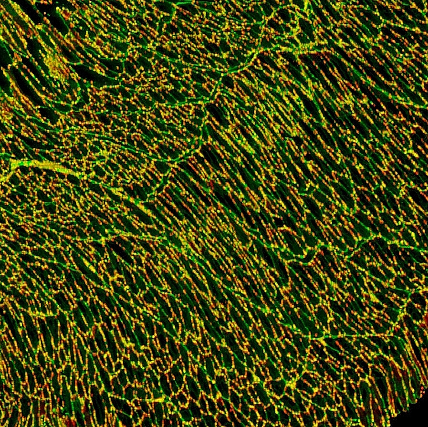Wheat Germ Agglutinin (WGA) Conjugates - Image 10