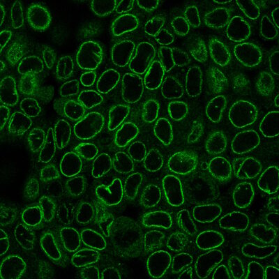 Nuclear Membrane Recombinant Monoclonal Mouse Antibody (2406.NM) - Biotium Choice <svg class="svgicon svg-verified"><use xlink:href="#svg-verified"></use></svg> - Image 4