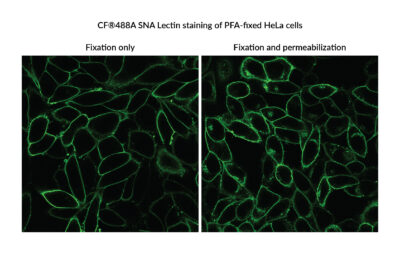 Sambucus Nigra Lectin (SNA, EBL) Conjugates - Image 2