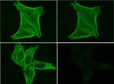 Phalloidin Conjugates - Image 8