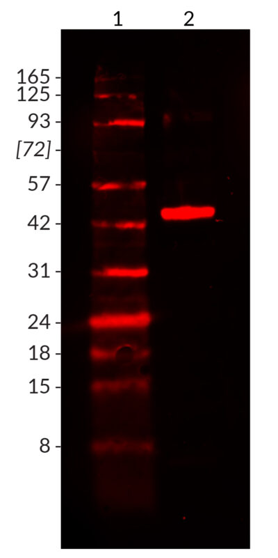 6X His Tag Recombinant Monoclonal Mouse Antibody (2405.H6) - Biotium Choice <svg class="svgicon svg-verified"><use xlink:href="#svg-verified"></use></svg> - Image 2