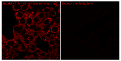 dsRNA Recombinant Monoclonal Mouse Antibody (rJ2), Lyophilized - Biotium Choice <svg class="svgicon svg-verified"><use xlink:href="#svg-verified"></use></svg> - Image 3