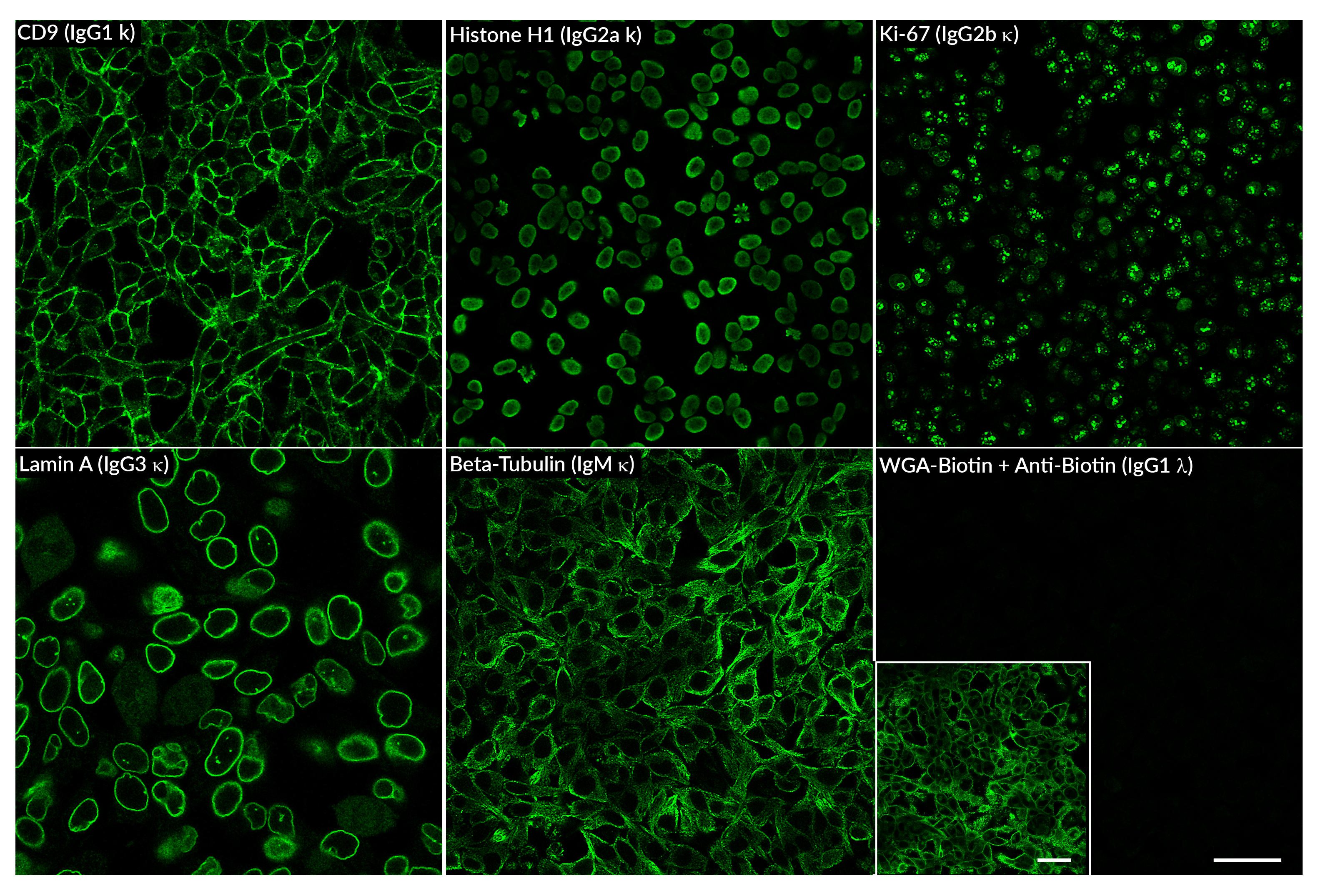 Alpaca Anti-Mouse (Fab) Kappa, rVHH (N2507.MFAB) - MiniMab™<svg class="svgicon svg-verified"><use xlink:href="#svg-verified"></use></svg> - Image 2