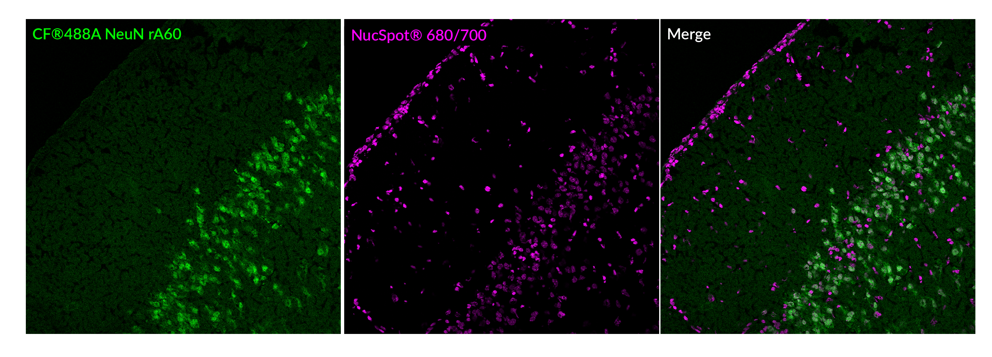 NeuN Recombinant Monoclonal Mouse Antibody (rA60) - Biotium Choice <svg class="svgicon svg-verified"><use xlink:href="#svg-verified"></use></svg> - Image 2