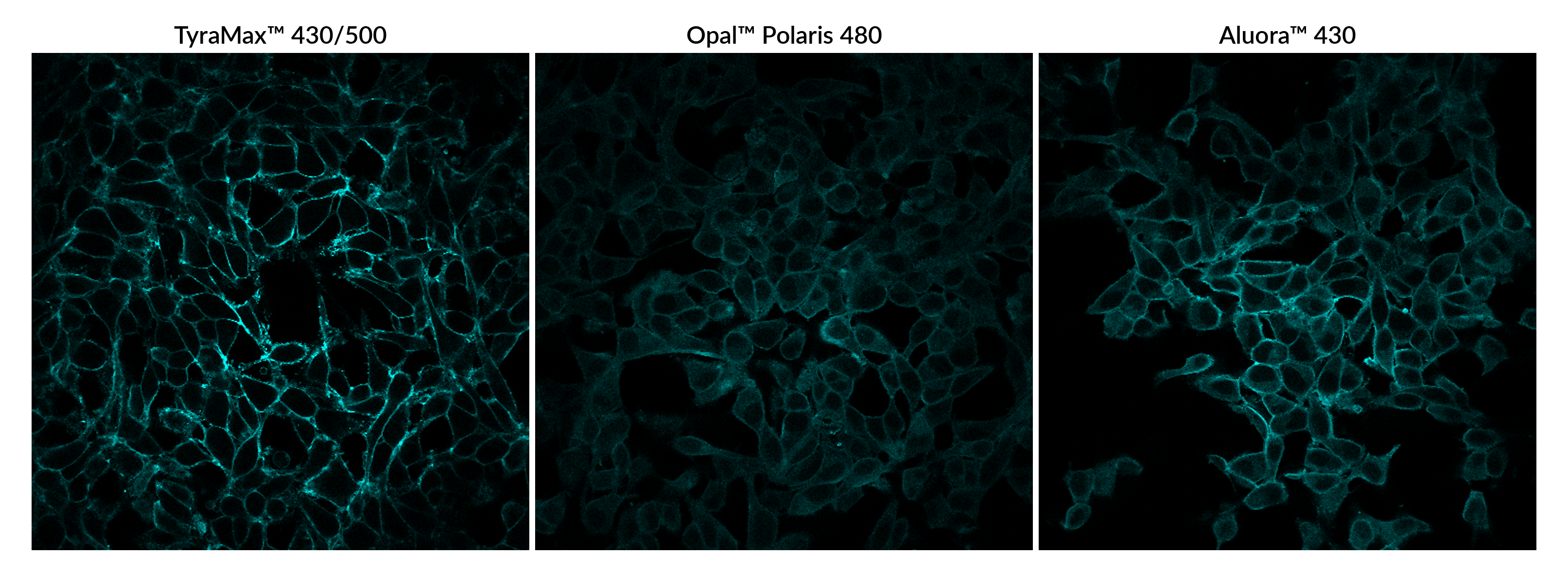 TyraMax™ Amplification Dyes and Kits - Image 4