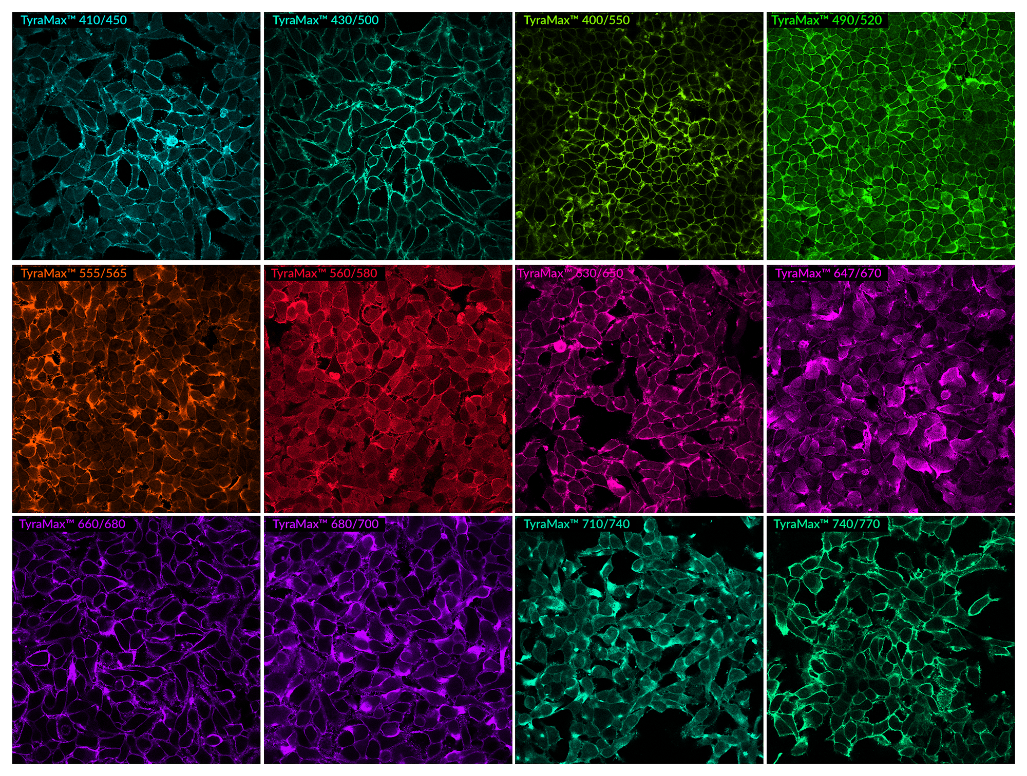 TyraMax™ Amplification Dyes and Kits - Image 2